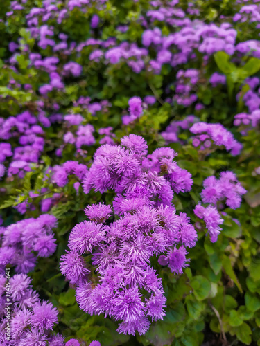 Beautiful violet flowers