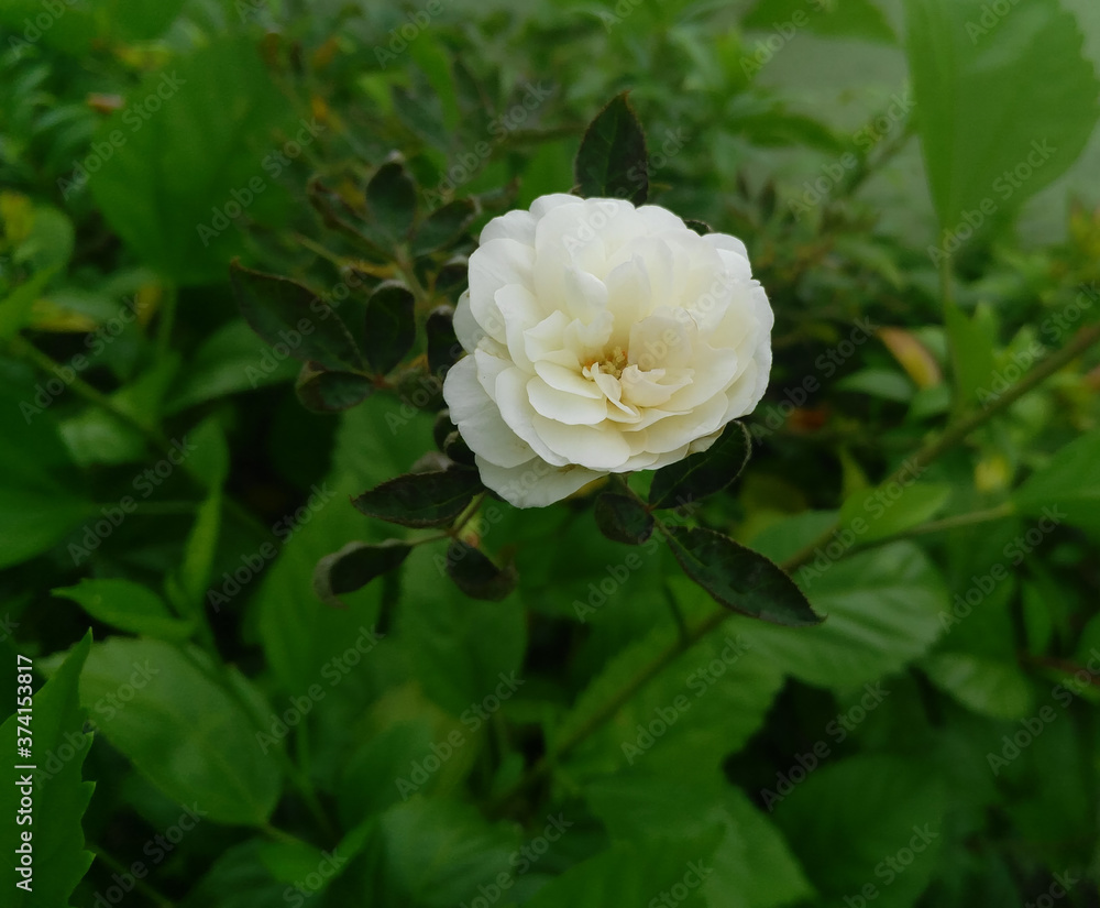 white rose with green leaves plant growing in garden, nature photography white rose with green leaves plant growing in garden, nature photography