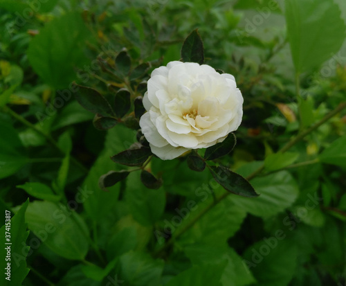 white rose with green leaves plant growing in garden  nature photography