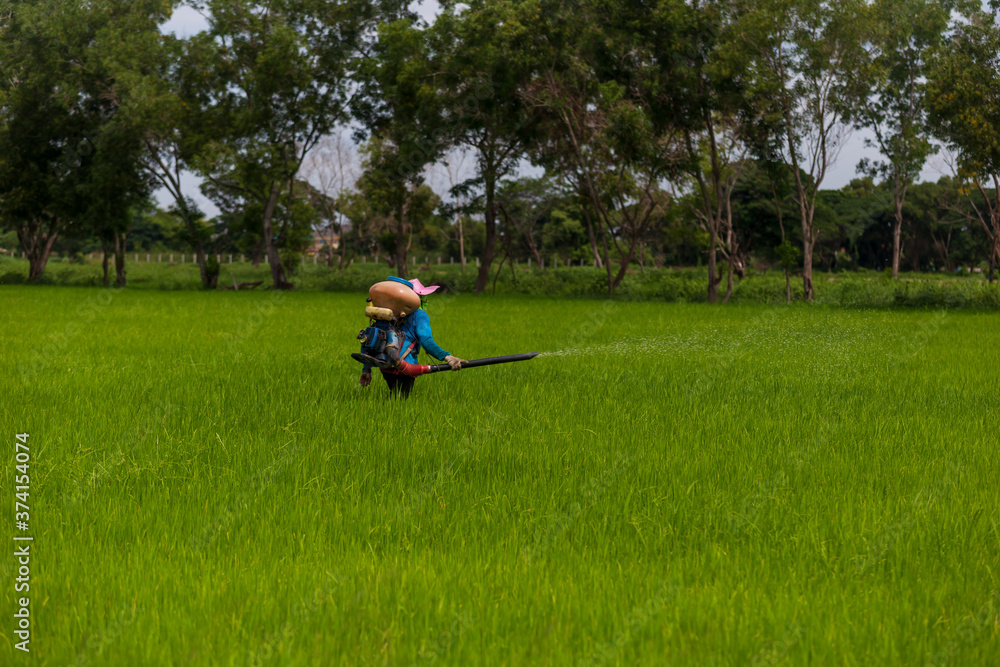 Farmers are using a sprayer in rice fields.
Farmers are using a sprayer in rice fields.