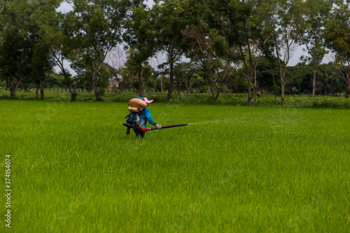  Farmers are using a sprayer in rice fields.