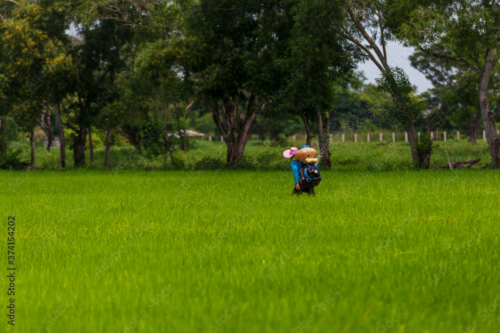 
Farmers are using chemical spray tools in rice fields