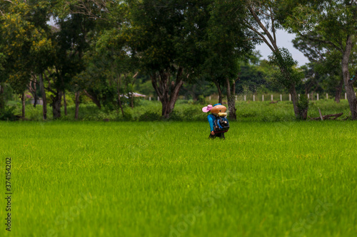  Farmers are using chemical spray tools in rice fields