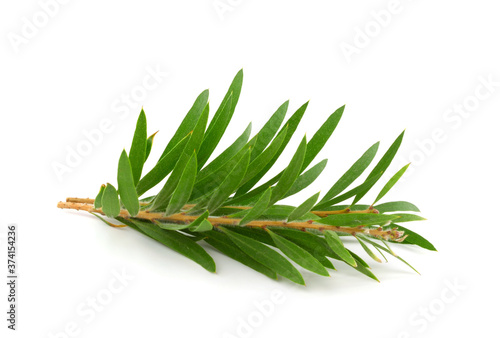 Melaleuca (Tea Tree) Isolated on White Background. Top View.