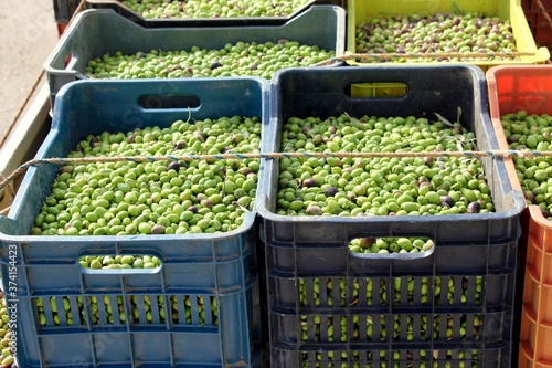 Harvested olives collected in plastic containers outside of olive oil mill in Attica, Greece. photo