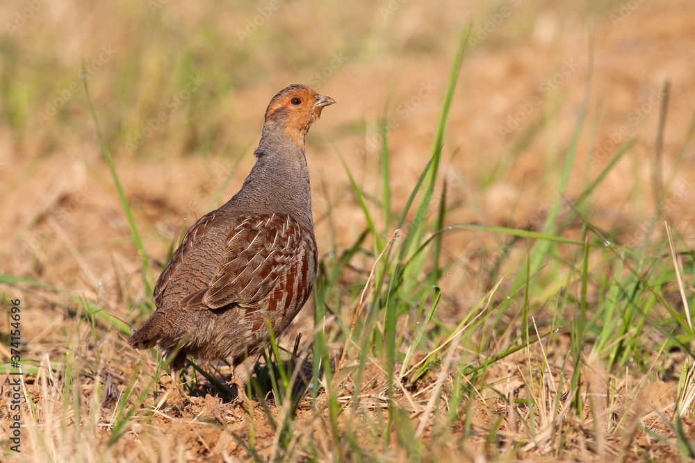 Little grey partridge, perdix perdix, standing on field in summer. Small brown bird looking on dry ground from side. Wild feathered animal observing on earth. Little grey partridge, perdix perdix, standing on field in summer. Small brown bird looking on dry ground from side. Wild feathered animal observing on earth.