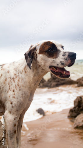 Friendly English Pointer on a peaceful rocky beach with the sea behind him on a cloudy day