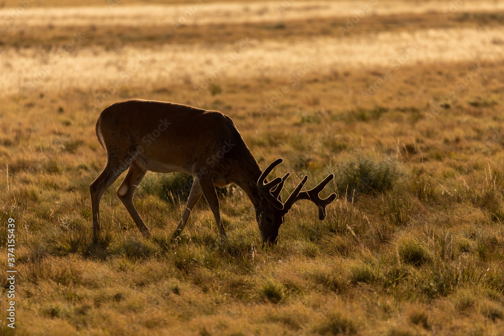 Fototapeta premium Whitetail Deer Buck in Velvet in Summer in Colorado