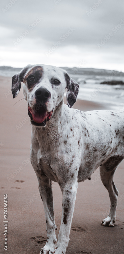 Friendly English Pointer on a peaceful rocky beach with the sea behind him on a cloudy day Friendly English Pointer on a peaceful rocky beach with the sea behind him on a cloudy day
