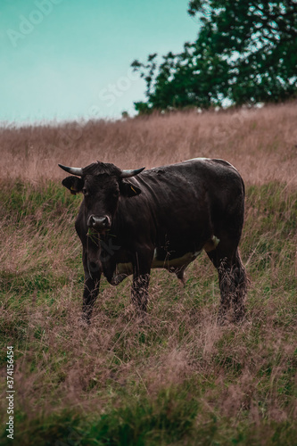 Fototapeta Naklejka Na Ścianę i Meble -  Cow on the meadow
