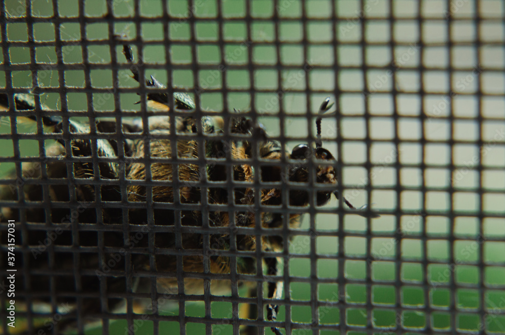 Close up of a cockchafer looking at the camera through mosquito net Close up of a cockchafer looking at the camera through mosquito net