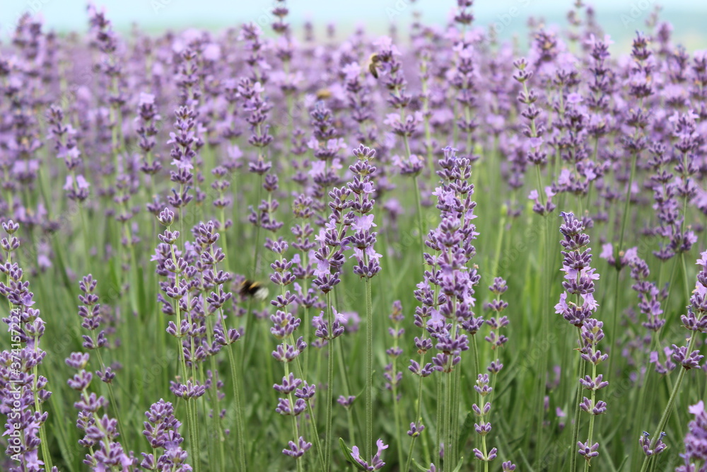 Naklejka premium Lavender field from Moldova.