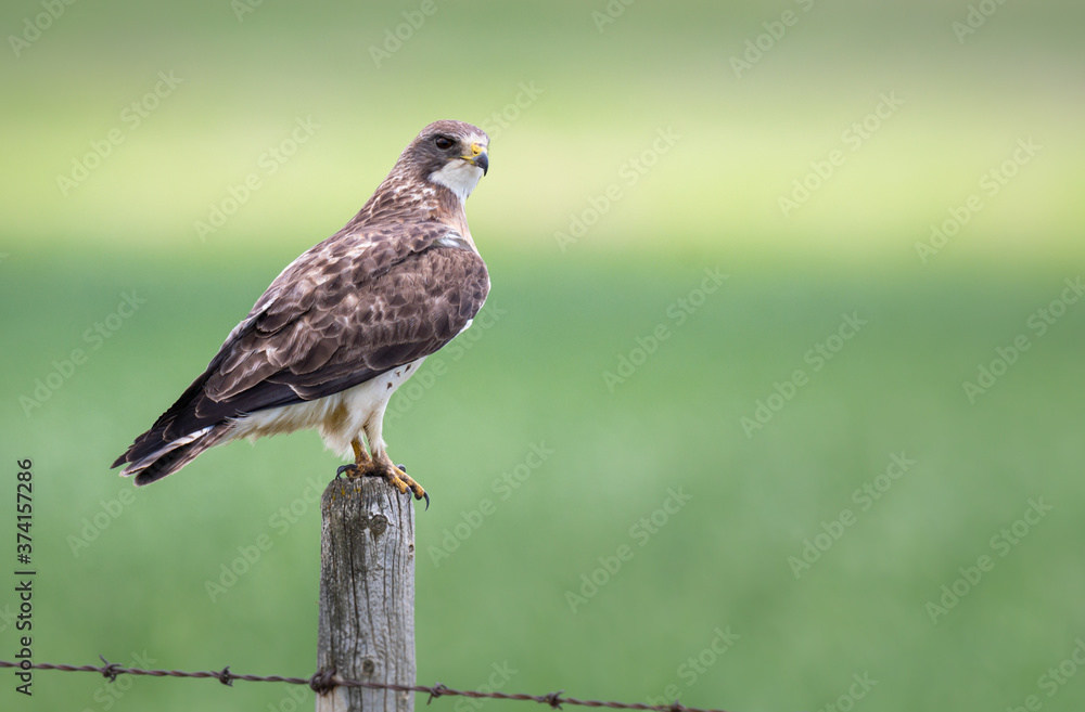 Fototapeta premium Hawk