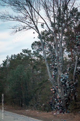 Shoe tree along 131 in Michigan