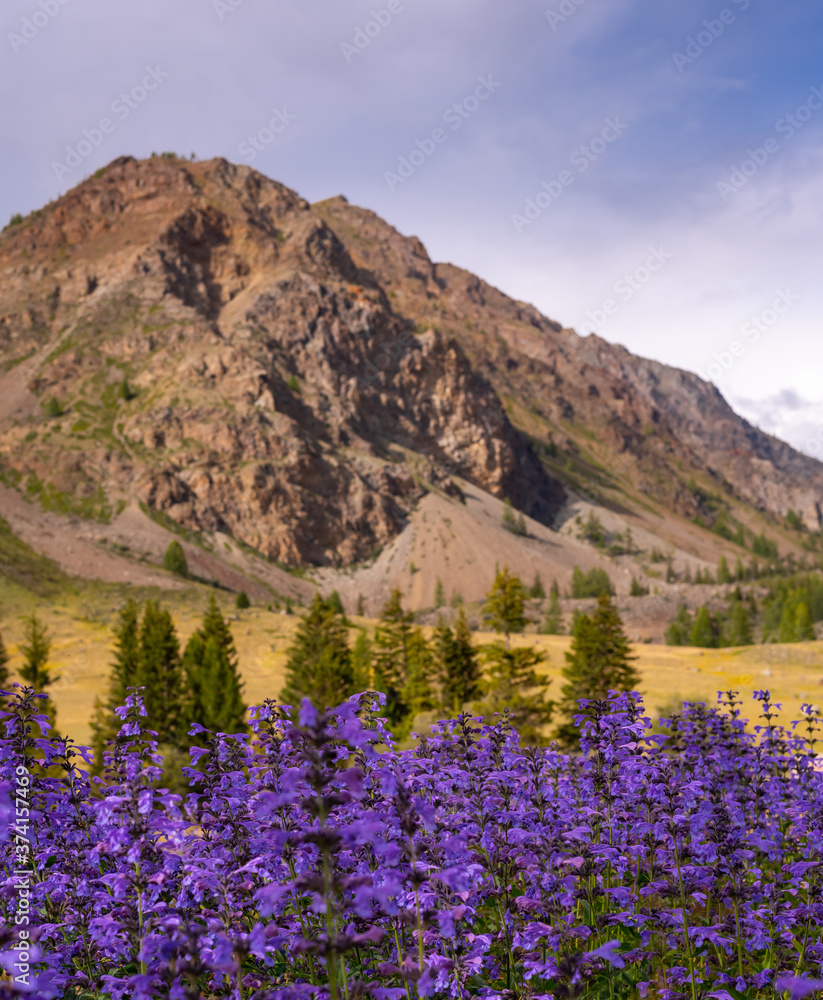 Field of blue flowers against the background of mountains, Altai Mountains