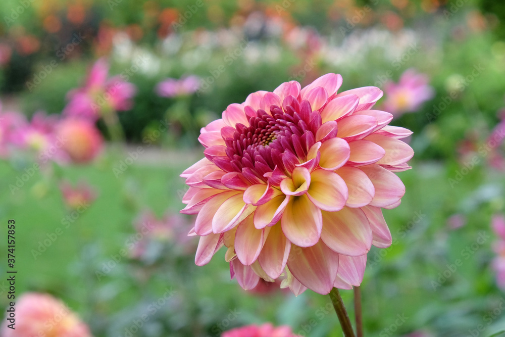 Pale pink 'foxy lady' pompon dahlia Pale pink 'foxy lady' pompon dahlia