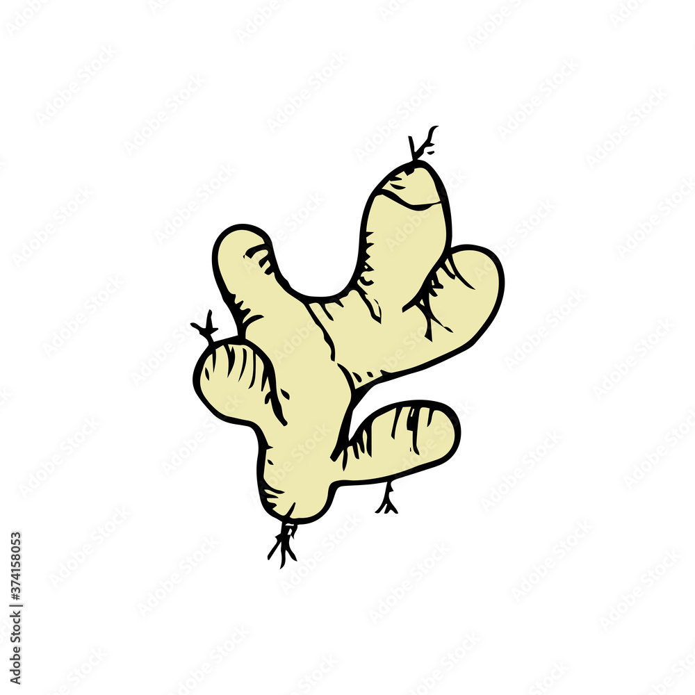 Obraz premium Ginger icon vector hand drawn