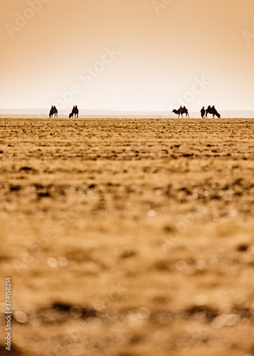 silhouette of camels in the desert at sunset