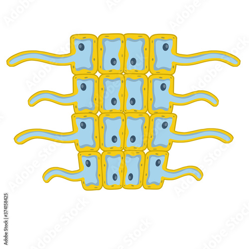 Cells of living things. Biology and root of the plant under a microscope. scientific model for education. Cartoon illustration