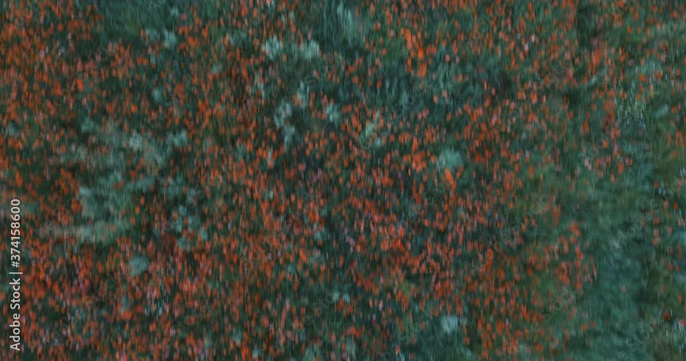 aerial views of a blossom field aerial views of a blossom field