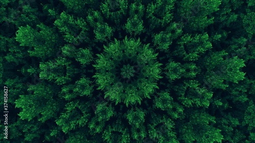 Kaleidoscope background. Hypnotic motion. Green symmetrical fractal design looped animation on black. Dynamic ethnic abstract texture. Forest trees ornament. photo