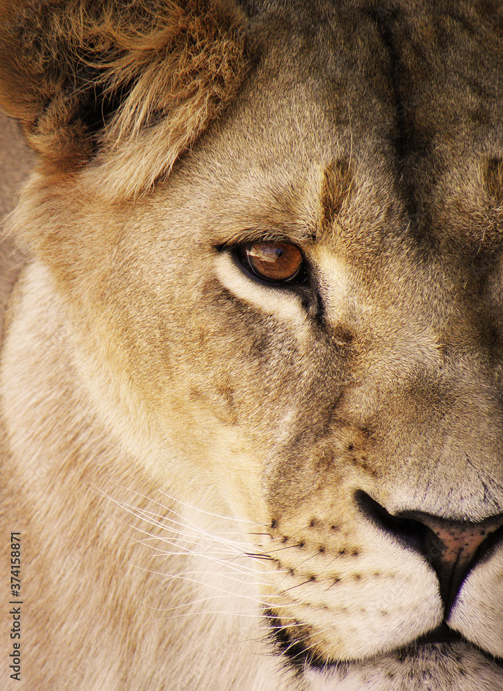 Fototapeta premium portrait of a lion