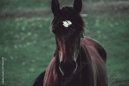 Front portrait of a horse