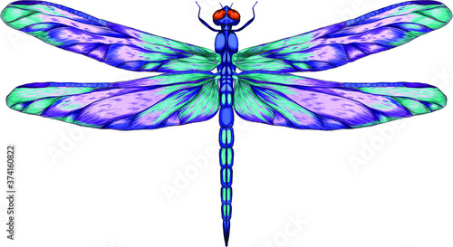 blue purple dragonfly with delicate wings vector illustration 