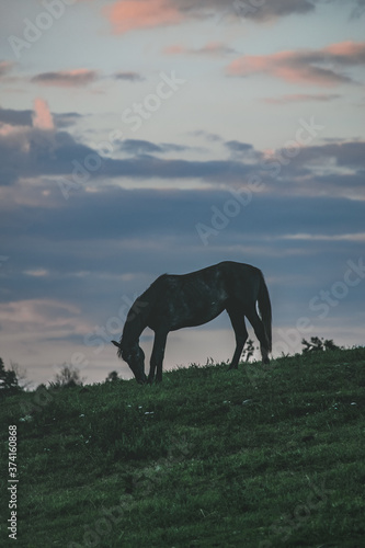 Horse silhouette during sunset © Anamarija