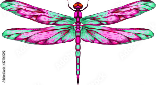 pink blue purple dragonfly with delicate wings vector illustration 