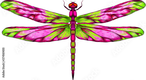 pink and green dragonfly with delicate wings vector illustration 