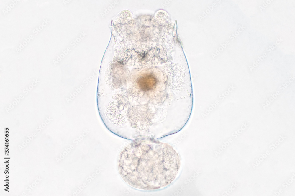 Foto Rotifera, commonly called wheel animals under the microscopic view