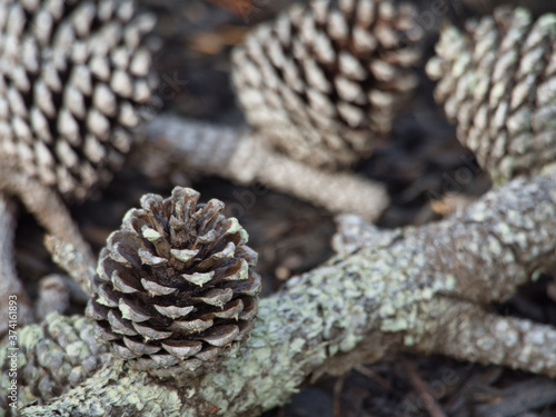 Pinecones on a Branch, Closeup