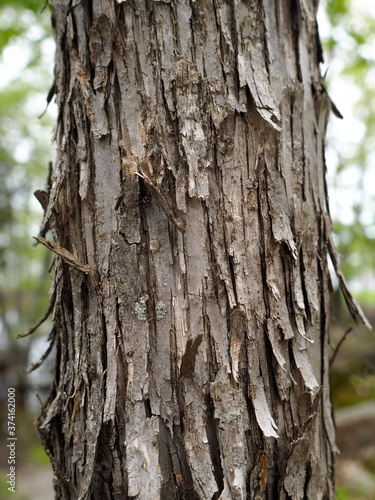 Closeup of Shaggy Ironwood or Hop Hornbeam Bark