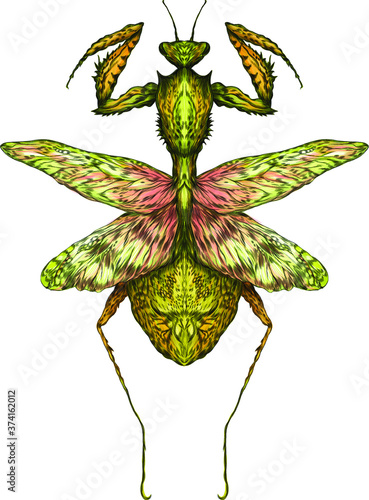 the mantis is a green insect vector illustration