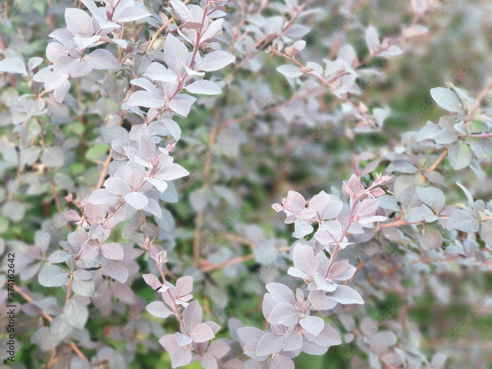 Blossom flower Blossom flower