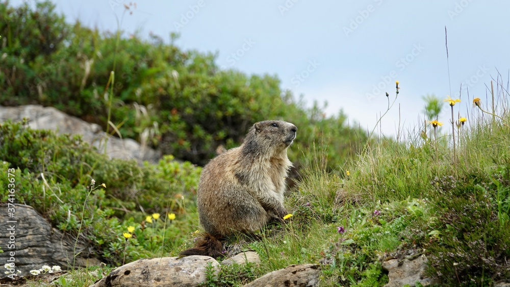Fototapeta premium Murmeltier in den Alpen, wildes Bergmurmeltier