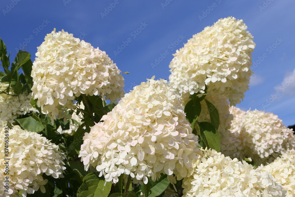 White flowers of hydrangea paniculata in garden. Summer nature ...