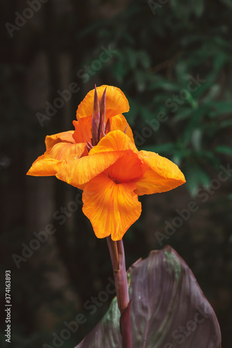 Bright orange canna lilly flower on blurred background