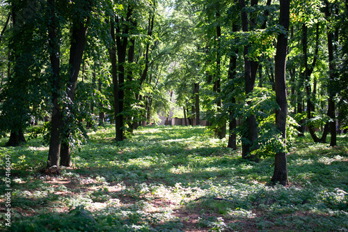 trees in the park