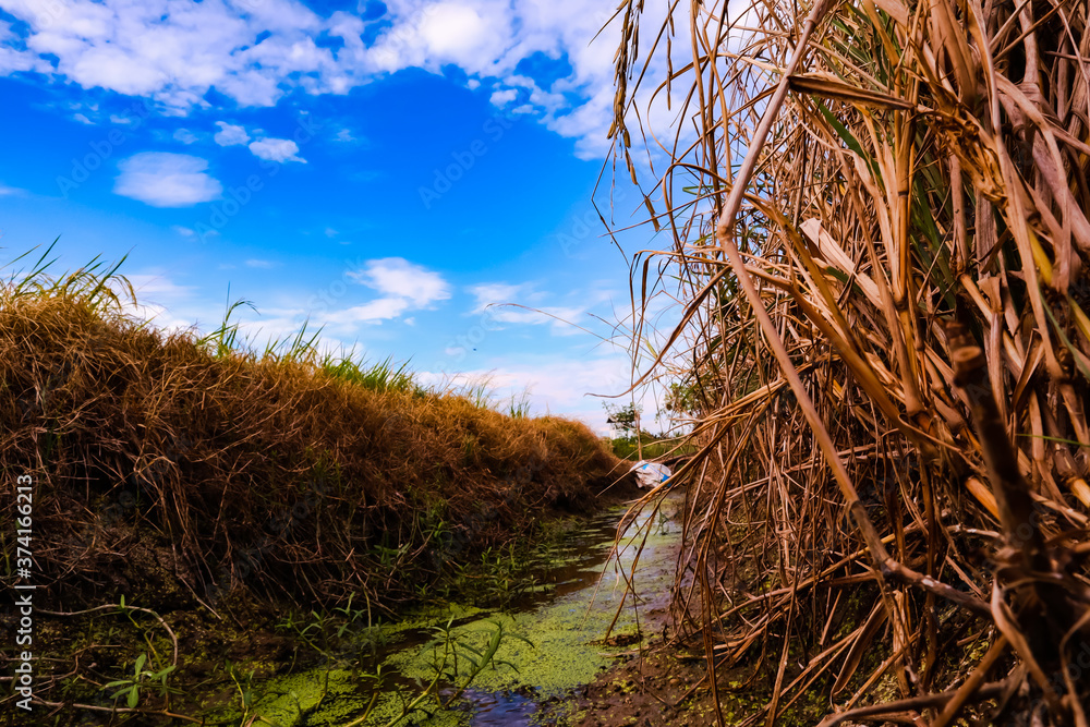 Fototapeta premium grass and sky