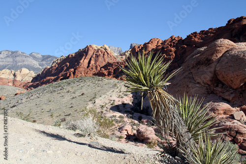 fantastic little wild palm tree on red and pinky rock mountain
