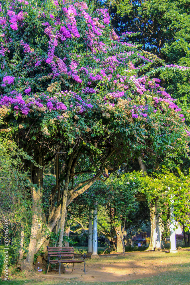 Beautiful jacaranda tree in botanical garden in Sri Lanka