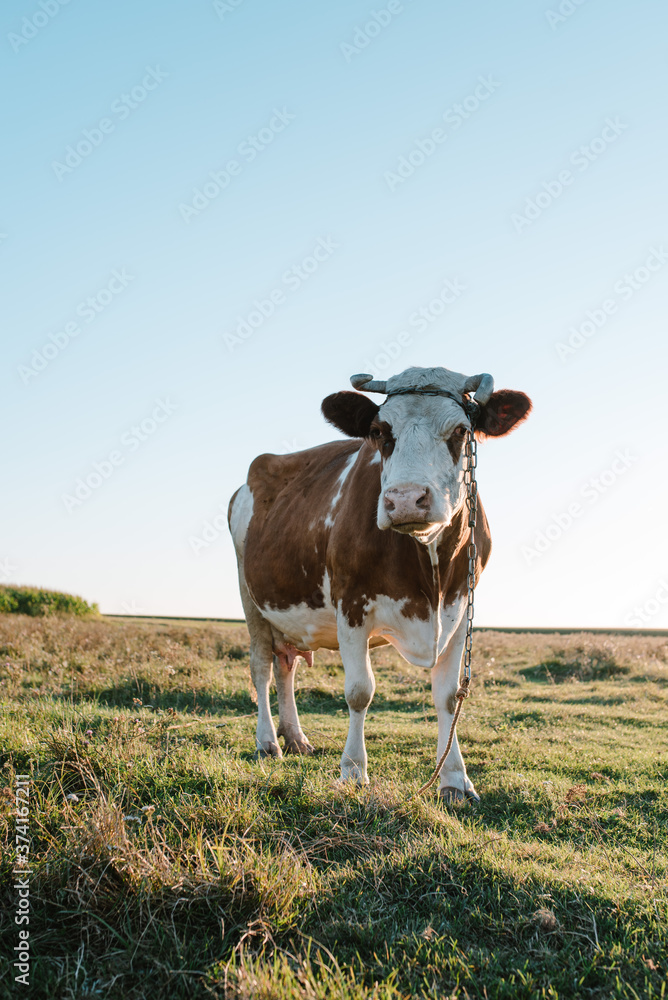 brown and white cow in the field