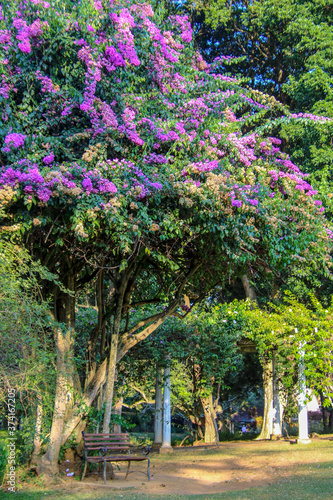 Beautiful jacaranda tree in botanical garden in Sri Lanka