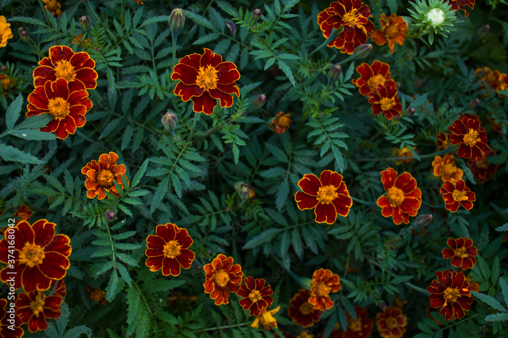 Many beautiful colorful flowers in the evening Many beautiful colorful flowers in the evening