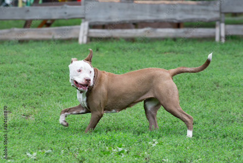 Cute american pit bull terrier puppy is walking on a green grass in the summer park. Pet animals. Cute american pit bull terrier puppy is walking on a green grass in the summer park. Pet animals.