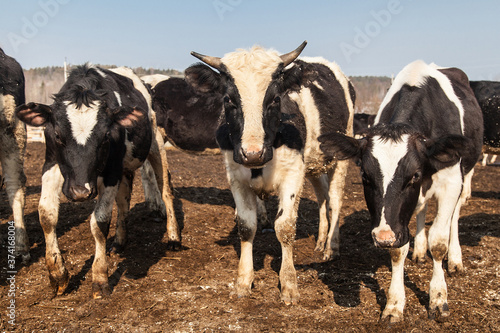 Wallpaper Mural Black and white cows on animal farm Torontodigital.ca