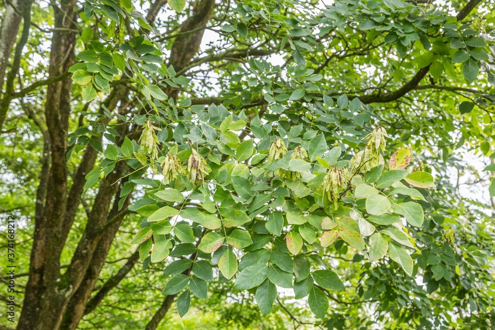 Obraz premium Detail of seeds and leaves of Amur tree, maackia amurensis in a natural setting of surrounding trees and shrubs