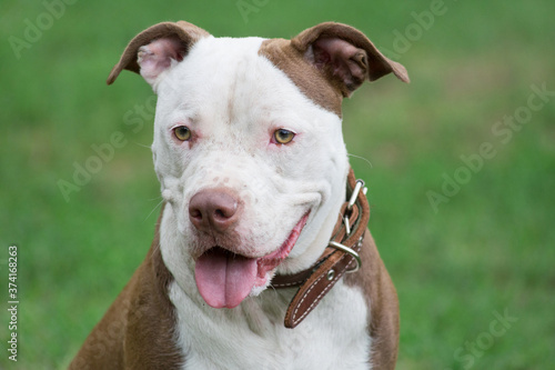 Portrait of cute american pit bull terrier puppy close up. Pet animals.